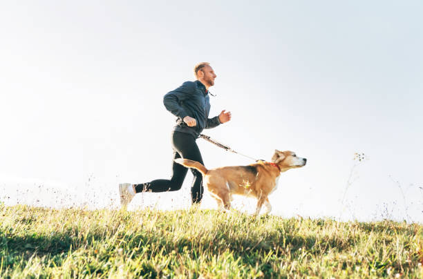 homem é executado com o seu cão beagle. manhã canicross exercício conceito imagem - pets grass scenics dog - fotografias e filmes do acervo