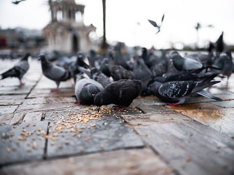 Pigeons turkey izmir city
