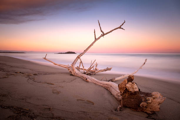 istock Wood branch on a sandy beach 1092835052