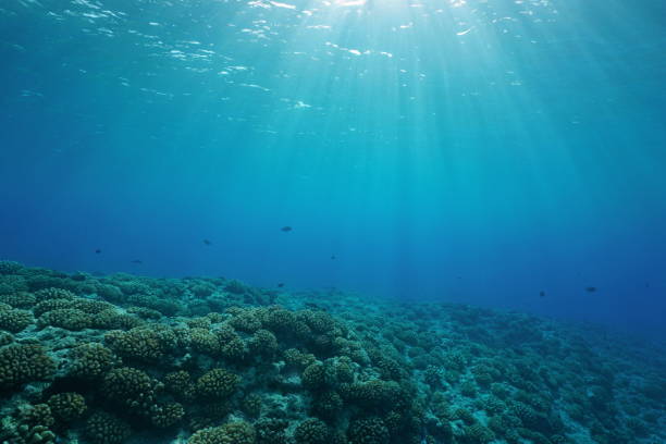 istock Underwater coral reef ocean floor natural sunlight 1092836012