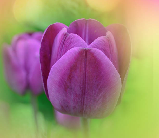 istock Dark violet tulip close up. Vivid violet tulips 1092836354