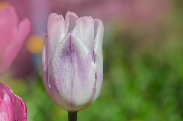 Closeup  Triumph tulip  Shirley in flowerbed. Variety of tulips in white  purple and lilac stripes