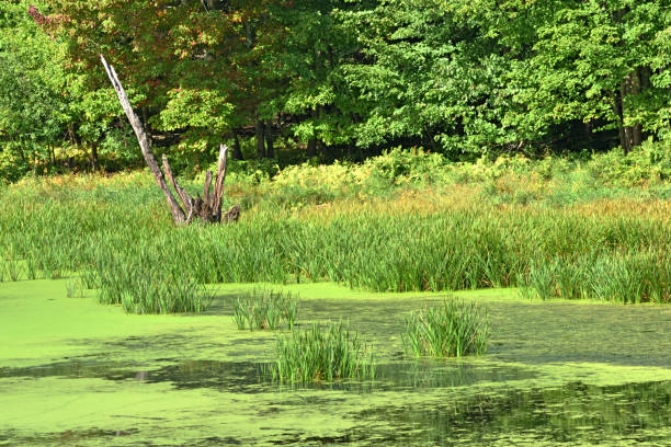 istock Late Summer at Spooner Island Park Hampton, New Brunswick Canada 1092838922