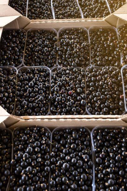 istock Plastic box is full of fresh black currant in farmer market. 1092840396