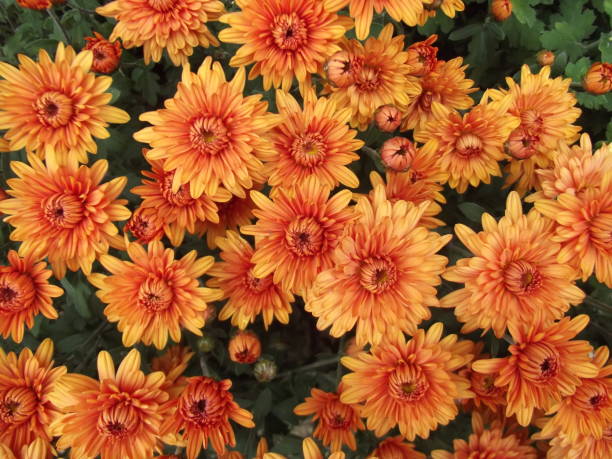 istock Orange chrysanthemum flowers background, natural pattern 1092843430
