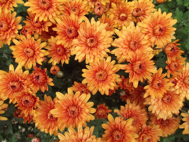 istock Orange chrysanthemum flowers background, natural pattern 1092843584