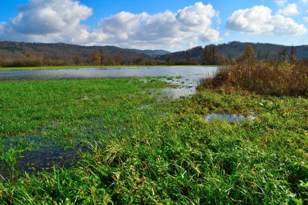 pole górskie, słowenia - planinsko polje zdjęcia i obrazy z banku zdjęć