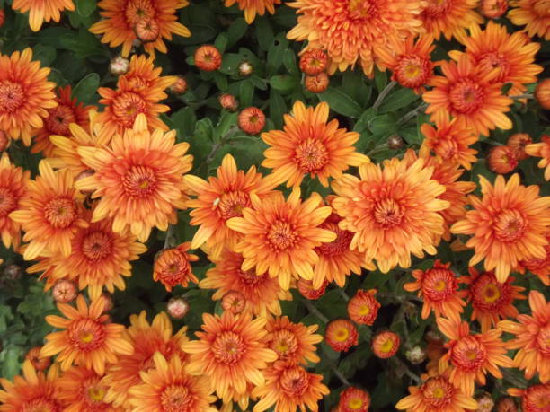 istock Orange chrysanthemum flowers background, natural pattern 1092844132