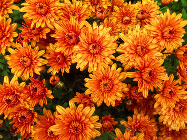orange chrysanthemum flowers background, natural pattern - yellow chrysanthemum imagens e fotografias de stock