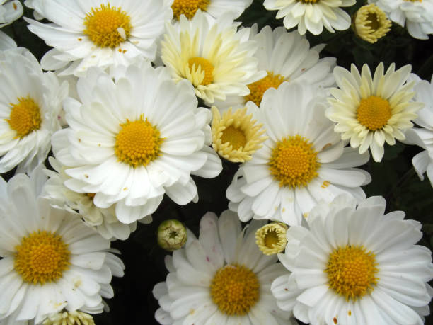 istock Beautiful White Daisy Flowers Background, Natural Pattern 1092845284