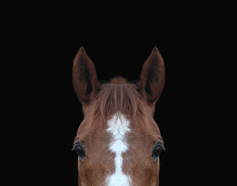 Symmetrical image of a horse's head against a black background