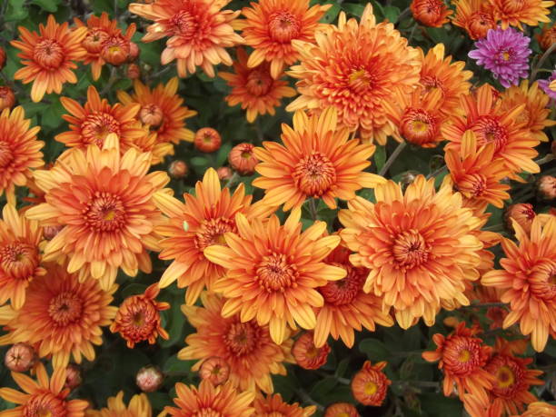 istock Orange chrysanthemum flowers background, natural pattern 1092847250