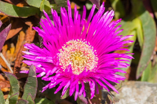 istock Purple Carpobrotus edulis flower 1092848352