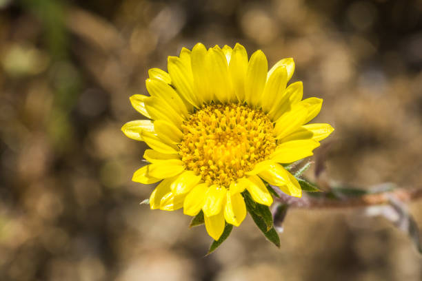 A pretty nature background featuring sunflowers and golden sunshine in soft focus for a dreamy look and feel. No people in image and plenty of copy space for your content. High resolution color photograph in brown and yellow. Vertical composition.