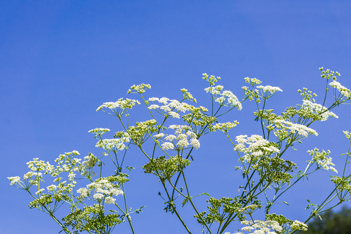 Flowers and blue sky