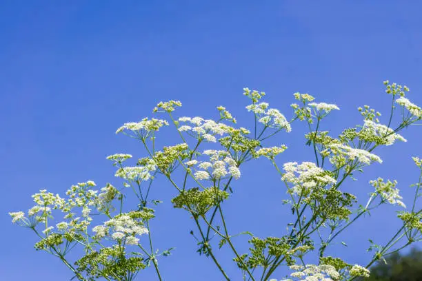 Conium maculatum (hemlock or poison hemlock) is a highly poisonous flowering plant, native to Europe and North Africa, and invasive in other parts of the world, such as California