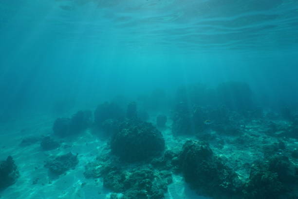 istock Underwater landscape ocean floor Pacific ocean 1092849394