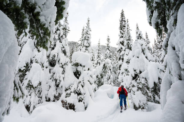 istock Backcountry skier ascending through the trees 1092851752