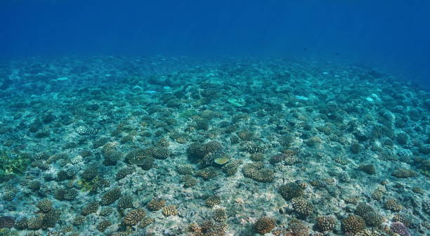istock Underwater scenery corals on the ocean floor 1092859124