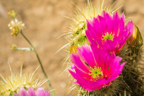 echinocereus cactus magenta bright flowers - cactus hedgehog cactus flower desert imagens e fotografias de stock