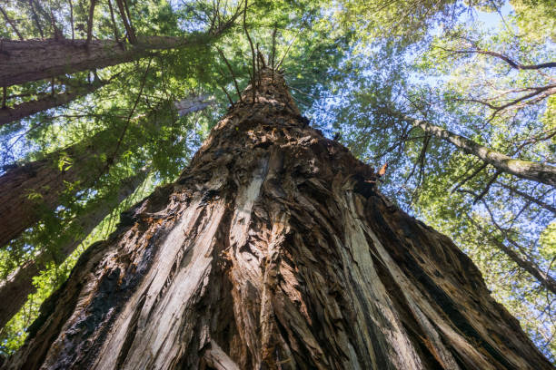 Tall Redwood tree (Sequoia sempervirens), California Tall Redwood tree (Sequoia sempervirens), California sequoia sempervirens stock pictures, royalty-free photos & images