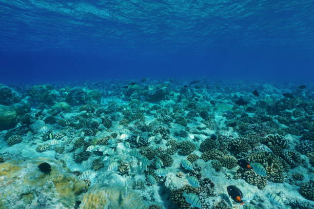 istock Underwater Pacific ocean floor clear water 1092862338