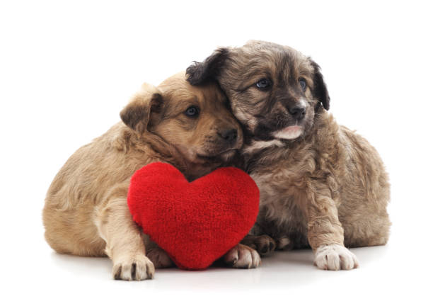 Two small dogs with a toy heart isolated on a white background.
