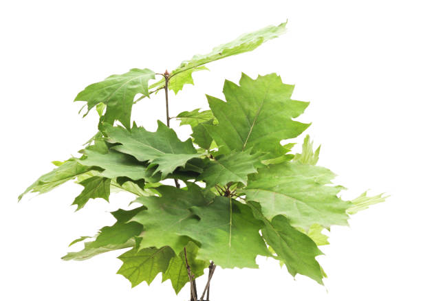istock Bunch of green leaf. 1092862938