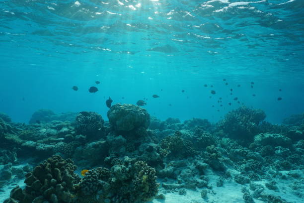 istock Underwater sea shallow coral reef natural scene 1092865652