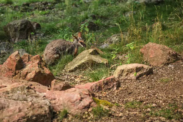 Yellow-footed rock-wallaby ( Petrogale xanthopus ) in low grass and rocks.