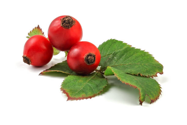 istock Rose hips (Rosa Canina fruits) with leaves isolated on white background. 1092865972