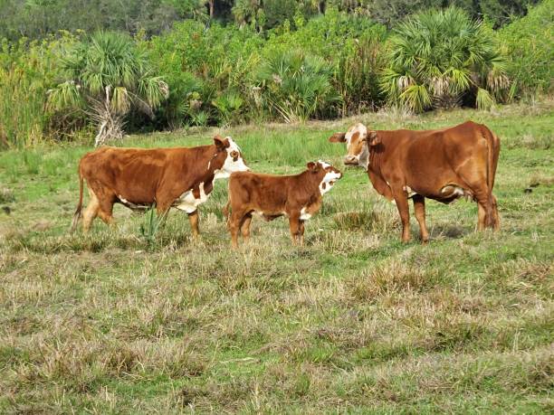 dos bradford y de un becerro del bebé, un cruce entre un toro hereford y una vaca brahman, de pie en un campo - bradford england fotografías e imágenes de stock