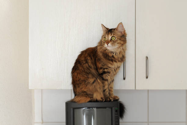 istock A cat sitting in the kitchen on TV 1092872154