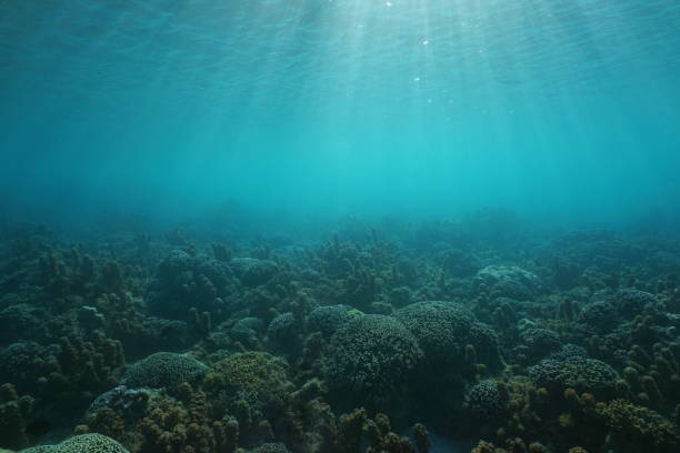 istock Underwater seascape ocean floor corals and algae 1092873012