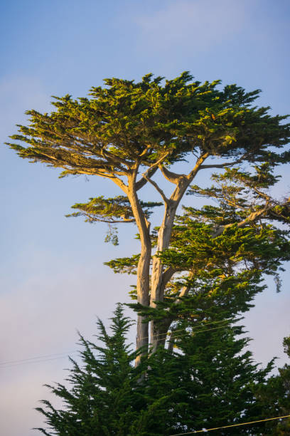 кипарисовое дерево в свете заката, мосс-бич, калифорния - cloud cloudscape color image cypress tree стоковые фото и изображения