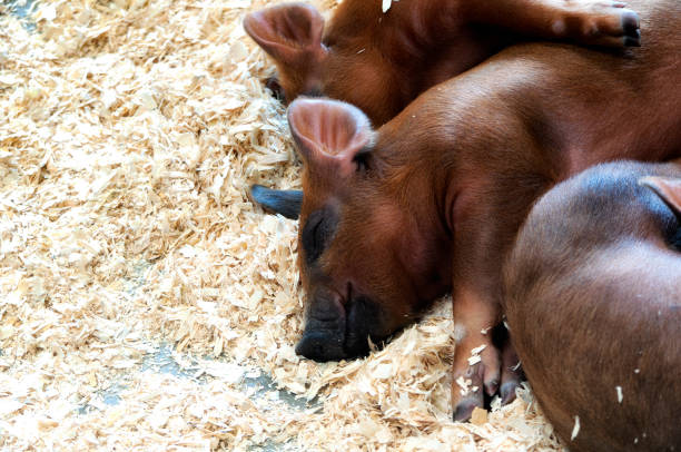 Three sleeping pigs stock photo