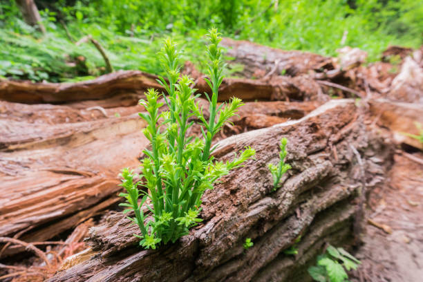 Tiny Redwood trees sprouts (Sequoia sempervirens) on the log of a recently fallen old tree, California Tiny Redwood trees sprouts (Sequoia sempervirens) on the log of a recently fallen old tree, California sequoia sempervirens stock pictures, royalty-free photos & images