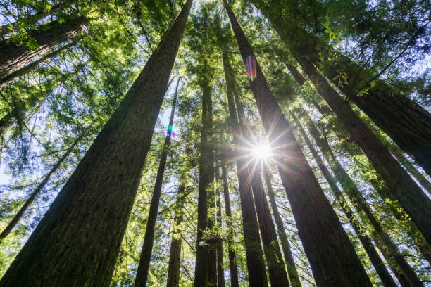 Sun shining in a Redwood trees (Sequoia sempervirens) forest, California Sun shining in a Redwood trees (Sequoia sempervirens) forest, California sequoia sempervirens stock pictures, royalty-free photos & images