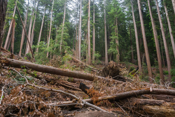 istock Fallen trees after a storm, Big Basin State Park, San Francisco bay area, California 1092873830