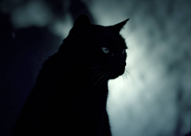 istock Cats abandoned street 1092874144