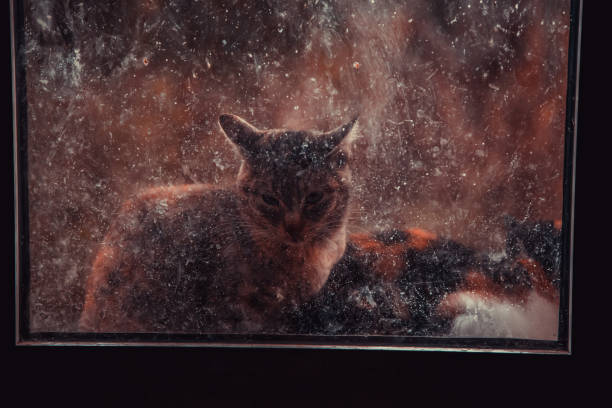 istock Cats abandoned street 1092874170