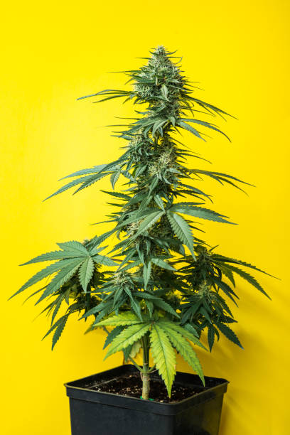 marijuana bush plant in a pot, auto flowering - white indian hemp imagens e fotografias de stock