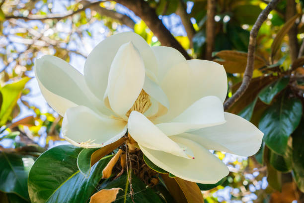 perfumada flor de magnolia grandiflora - magnolia southern usa white flower fotografías e imágenes de stock