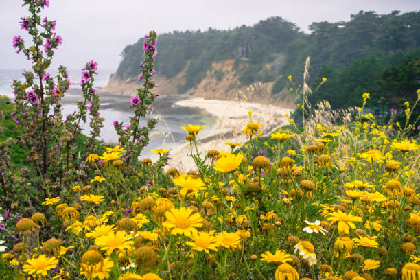 Wildflowers blooming on the Pacific Ocean coastline, sandy beach in the background, Moss Beach, San Francisco bay area, California Wildflowers blooming on the Pacific Ocean coastline, sandy beach in the background, Moss Beach, San Francisco bay area, California california fuchsia stock pictures, royalty-free photos & images