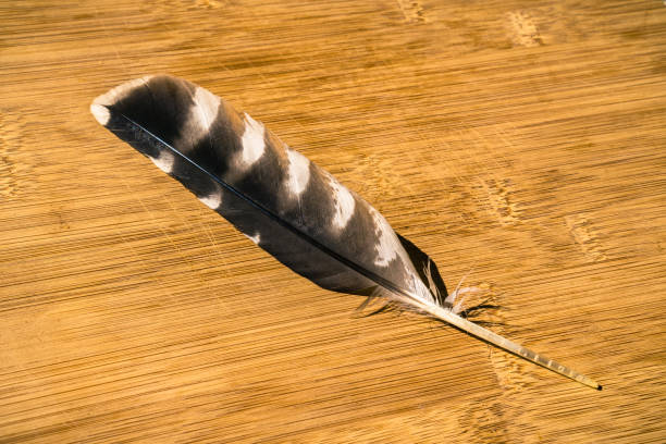 istock Close up of Raptor feather 1092880212