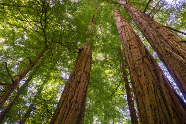 Redwood trees (Sequoia sempervirens) forest, California Redwood trees (Sequoia sempervirens) forest, California sequoia sempervirens stock pictures, royalty-free photos & images