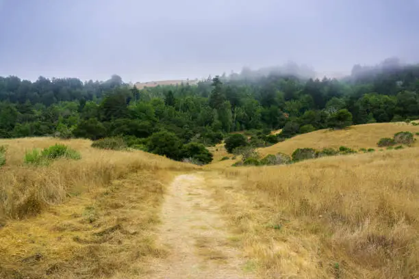 Photo of Fog rolling over hills and meadows, Santa Cruz, California
