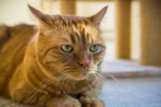 istock Close up of alert orange cat 1092882068