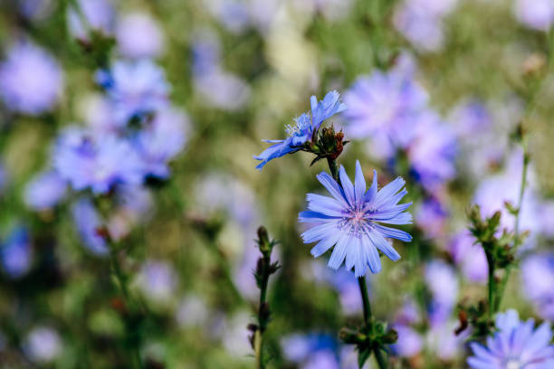 istock Flower of common chicory 1092882138