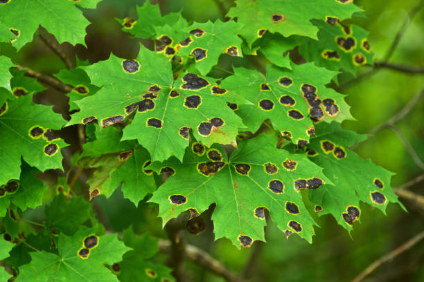 black spotted maple leaves - turning point imagens e fotografias de stock